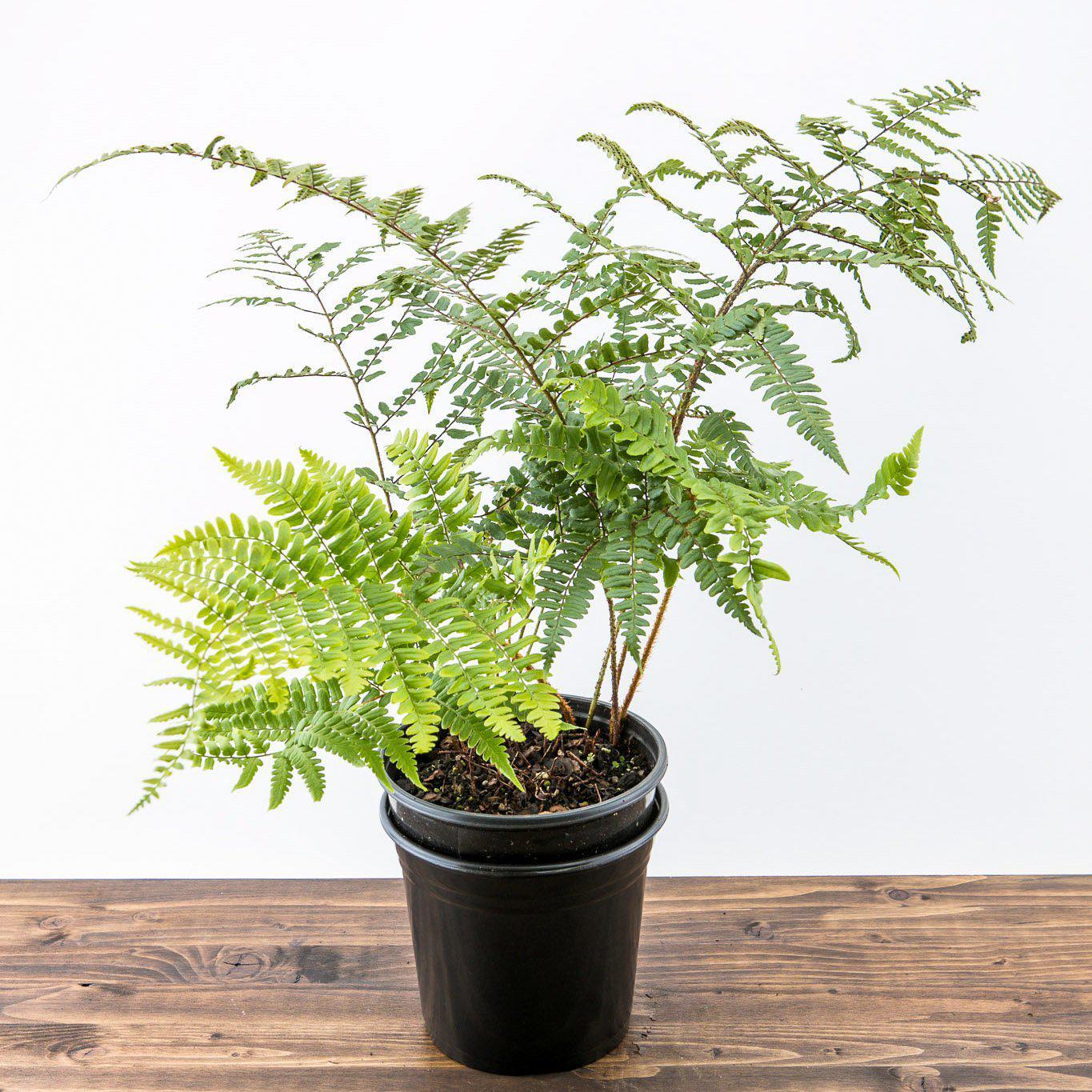 Dryopteris championii ~ Champion's Wood Fern