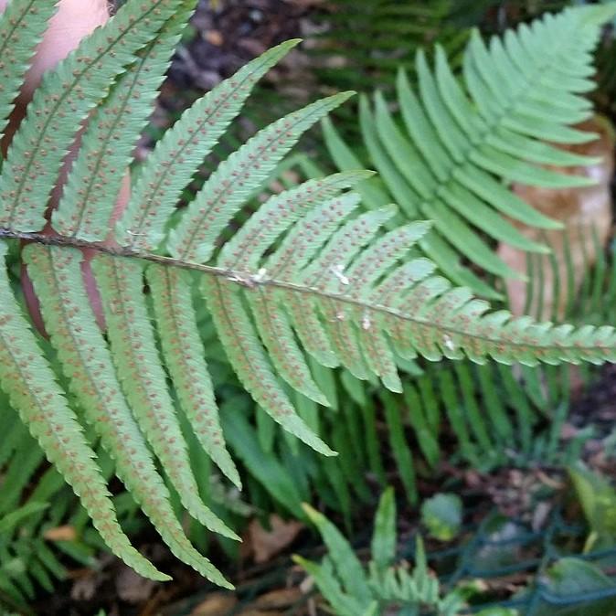 Dryopteris cycadina or D. atrata ~ Shaggy Shield Fern, Black Wood Fern-ServeScape