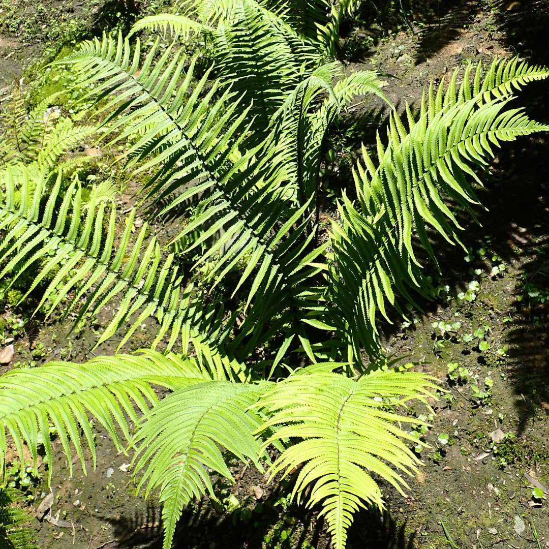 Dryopteris cycadina or D. atrata ~ Shaggy Shield Fern, Black Wood Fern-ServeScape