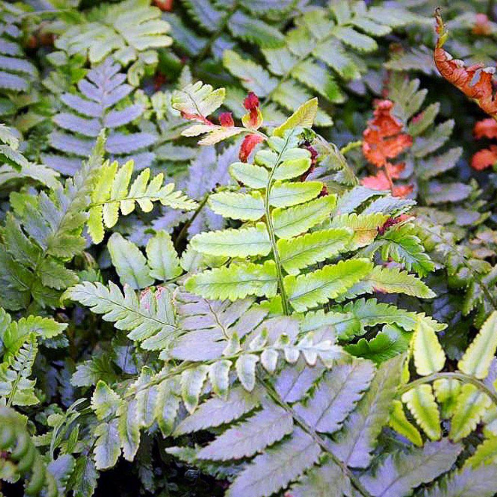 Dryopteris cycadina or D. atrata ~ Shaggy Shield Fern, Black Wood Fern - Delivered By ServeScape