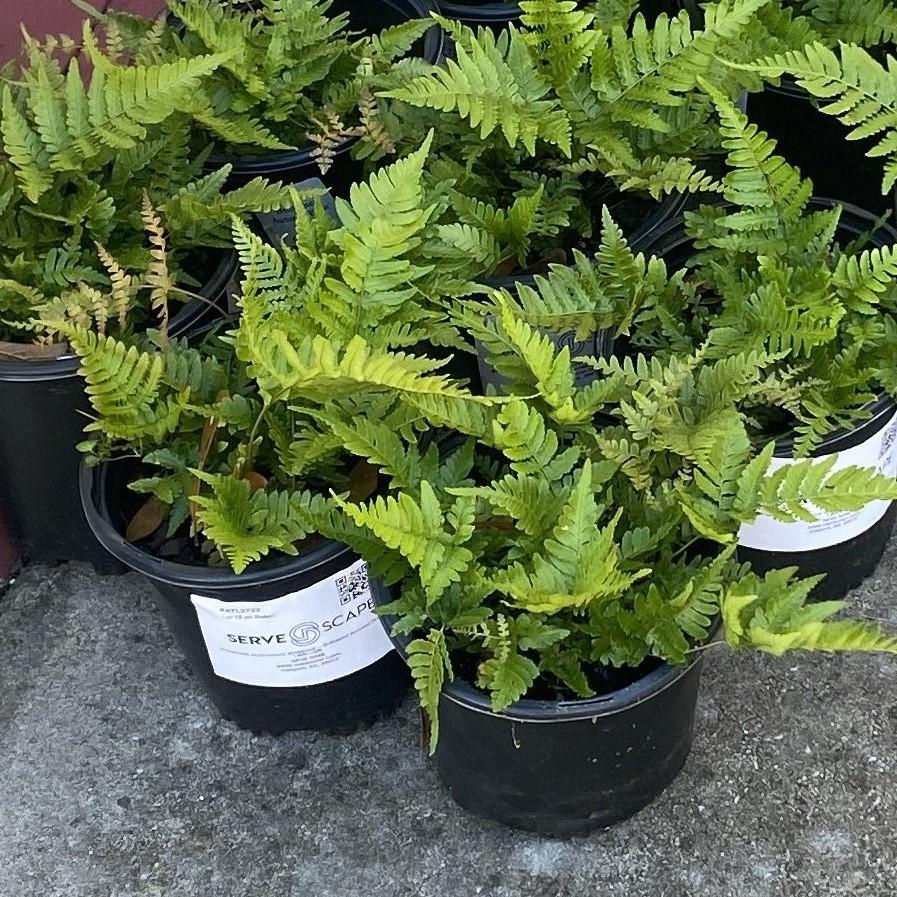 Dryopteris erythrosora 'Brilliance' ~ Brilliance Autumn Fern-ServeScape