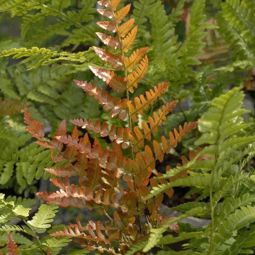 Dryopteris erythrosora 'Brilliance' ~ Brilliance Autumn Fern - Delivered By ServeScape