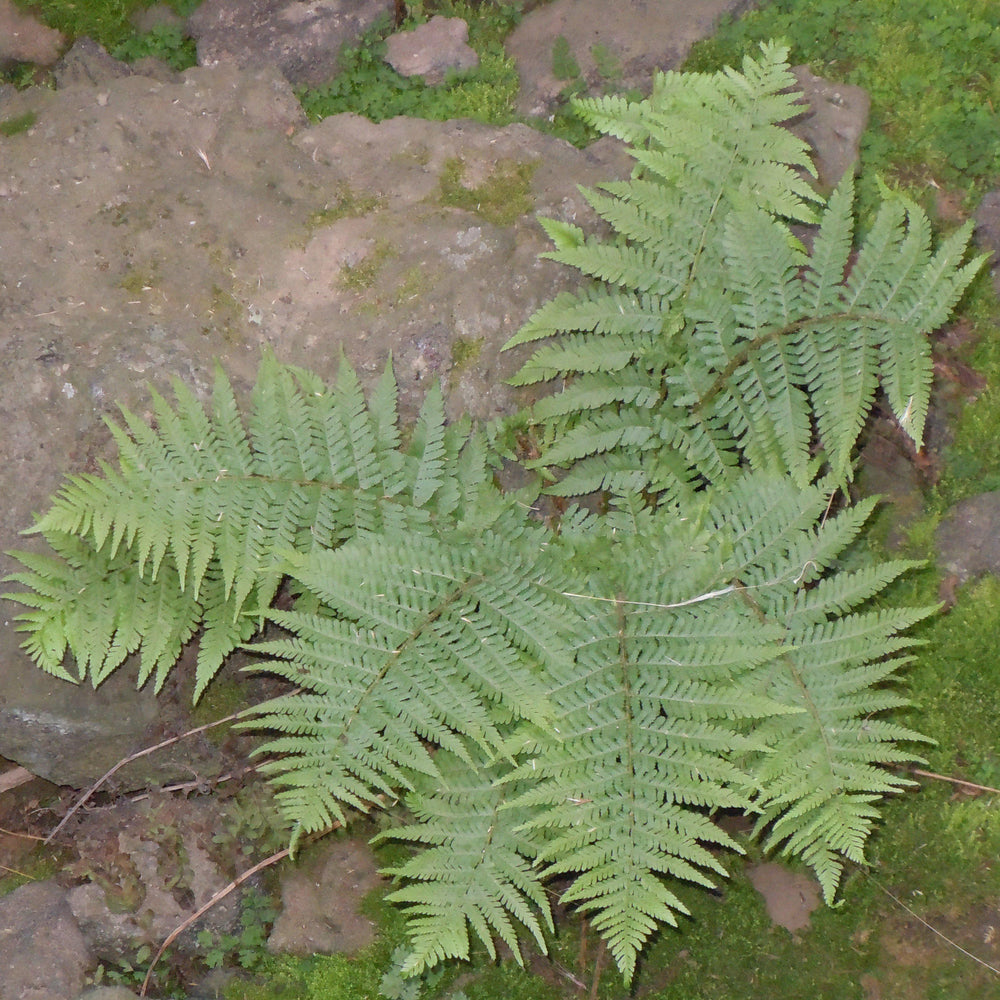 Dryopteris filix-mas ~ Male Fern-ServeScape