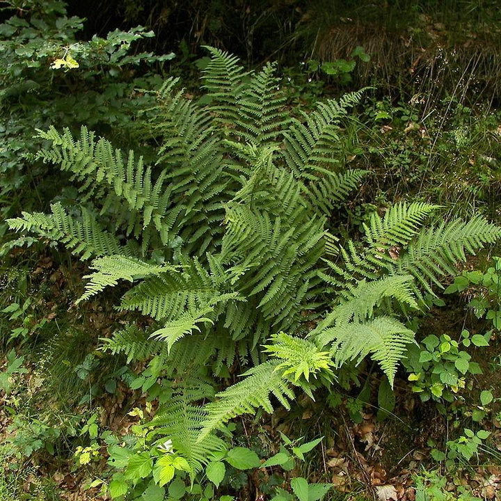 Dryopteris filix-mas ~ Male Fern-ServeScape