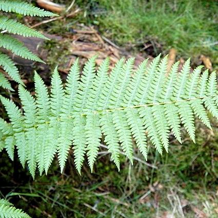 Dryopteris filix-mas ~ Male Fern-ServeScape