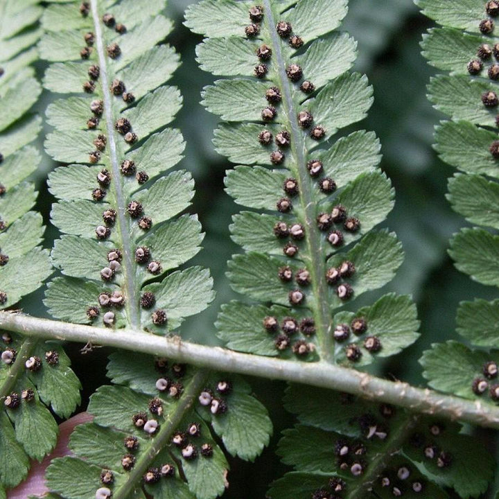 Dryopteris filix-mas ~ Male Fern-ServeScape