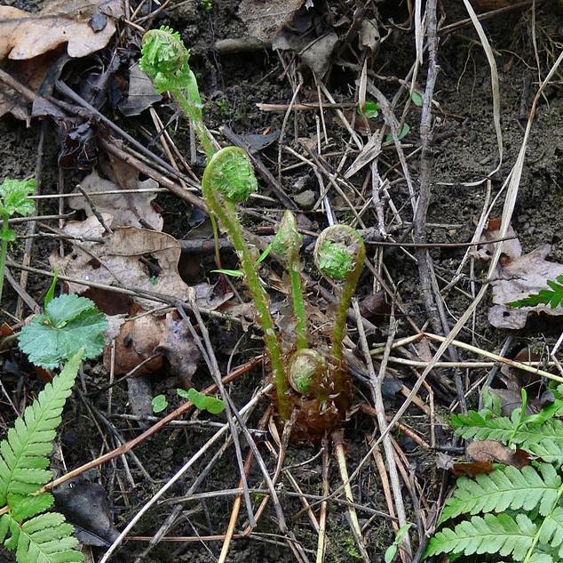 Dryopteris filix-mas ~ Male Fern-ServeScape