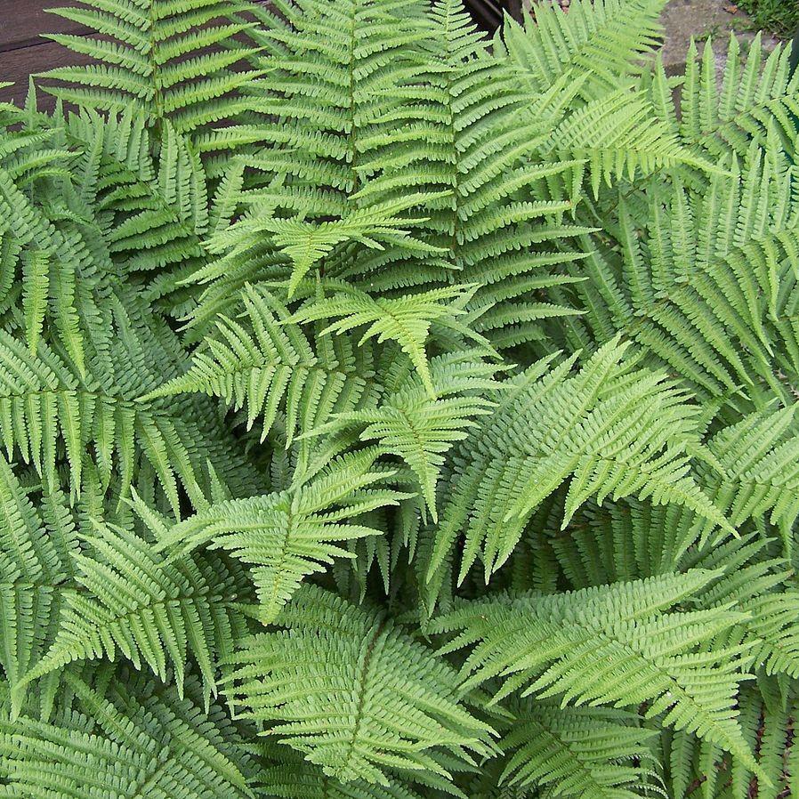 Dryopteris filix-mas ~ Male Fern-ServeScape