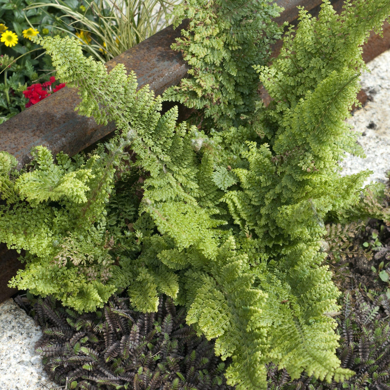 Dryopteris filix-mas 'Parsley' ~ Parsley Male Fern-ServeScape