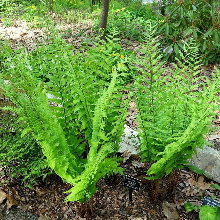 Dryopteris goldieana ~ Goldie’s Shield Fern, Giant Wood Fern-ServeScape