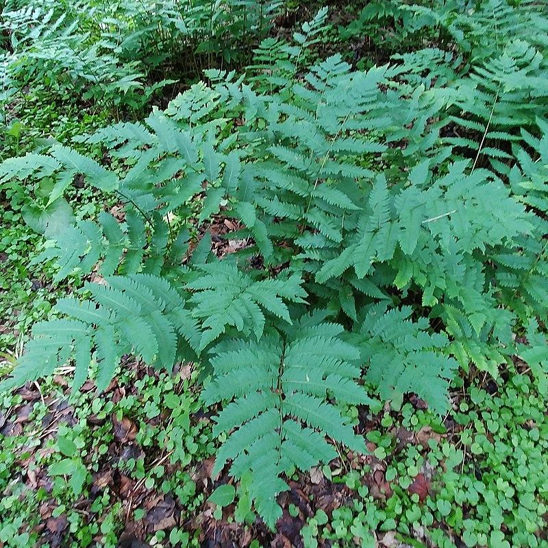 Dryopteris goldieana ~ Goldie’s Shield Fern, Giant Wood Fern-ServeScape