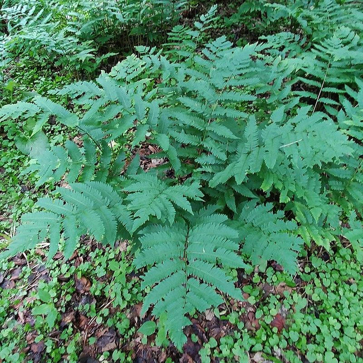 Dryopteris goldieana ~ Goldie’s Shield Fern, Giant Wood Fern-ServeScape