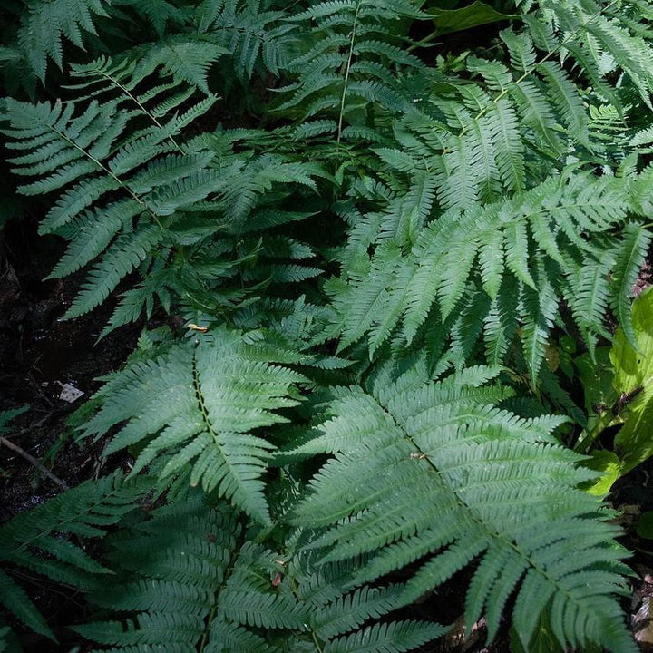 Dryopteris goldieana ~ Goldie’s Shield Fern, Giant Wood Fern-ServeScape