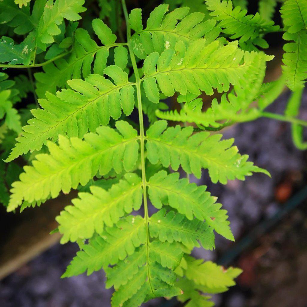 Dryopteris goldieana ~ Goldie’s Shield Fern, Giant Wood Fern - Delivered By ServeScape