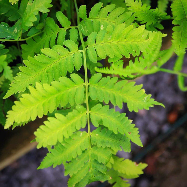 Dryopteris goldieana  ~ Goldie’s Shield Fern, Giant Wood Fern - Delivered By ServeScape