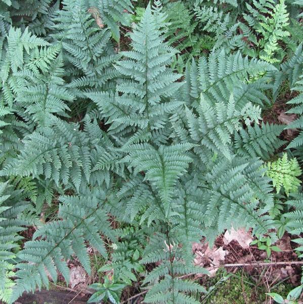 Dryopteris intermedia ~ Intermediate Wood Fern, Evergreen Wood Fern-ServeScape