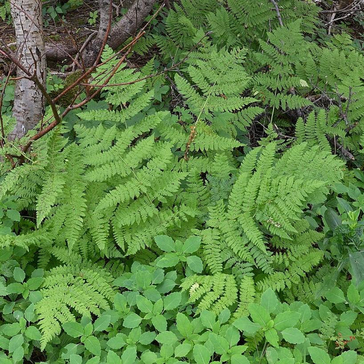Dryopteris intermedia ~ Intermediate Wood Fern, Evergreen Wood Fern-ServeScape