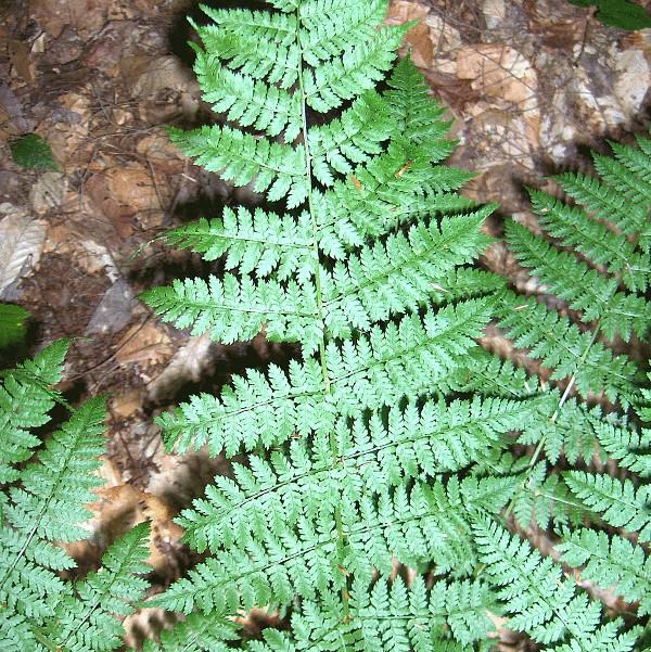 Dryopteris intermedia ~ Intermediate Wood Fern, Evergreen Wood Fern-ServeScape