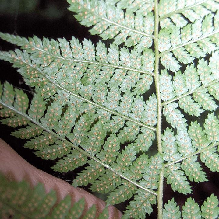 Dryopteris intermedia ~ Intermediate Wood Fern, Evergreen Wood Fern-ServeScape