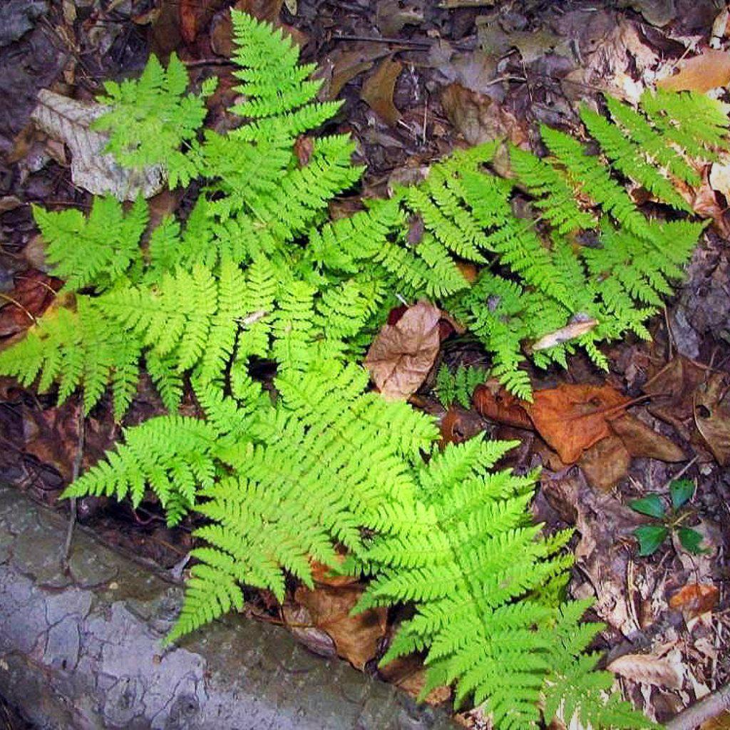 Dryopteris intermedia ~ Intermediate Wood Fern, Evergreen Wood Fern - Delivered By ServeScape