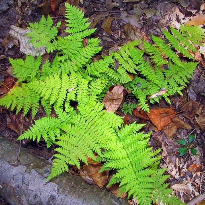 Dryopteris intermedia  ~ Intermediate Wood Fern, Evergreen Wood Fern - Delivered By ServeScape