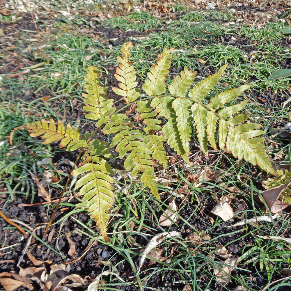 Dryopteris labordei ~ Golden Mist Wood Fern-ServeScape