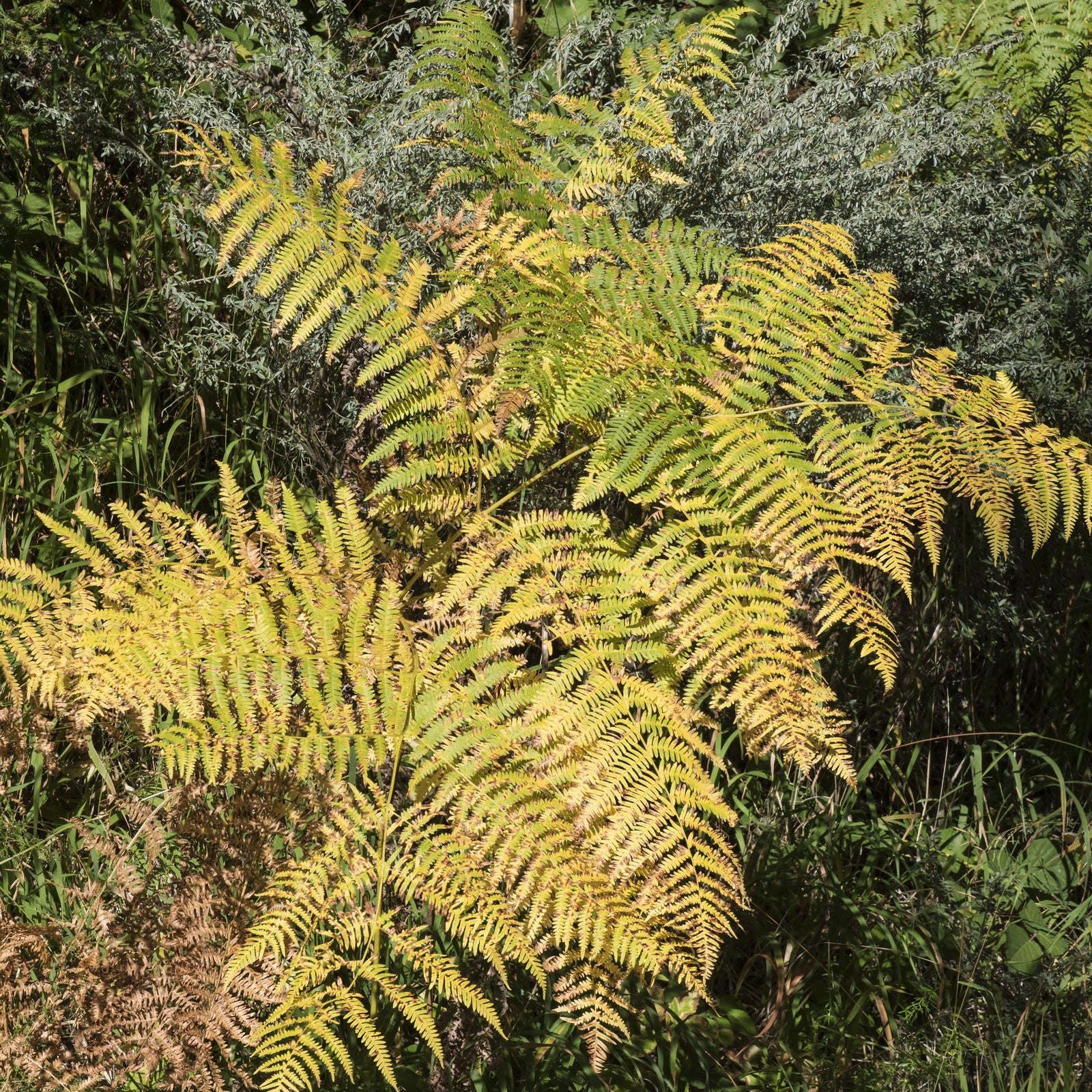 Dryopteris labordei ~ Golden Mist Wood Fern - Delivered By ServeScape