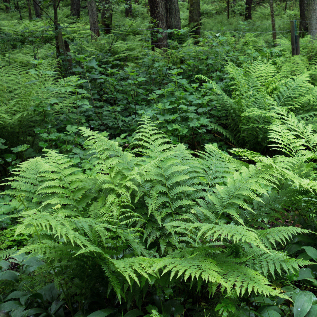 Dryopteris ludoviciana ~ Southern Shield Fern-ServeScape