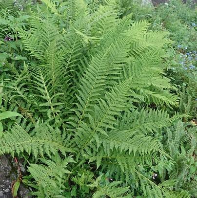 Dryopteris ludoviciana ~ Southern Shield Fern-ServeScape