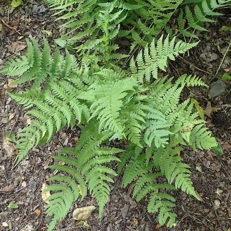 Dryopteris marginalis ~ Eastern Wood Fern, Leatherwood Fern-ServeScape