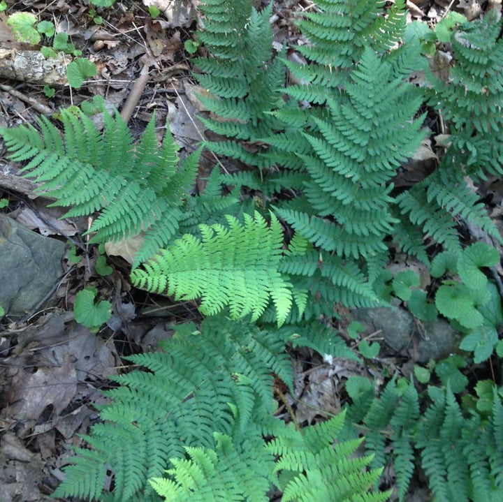 Dryopteris marginalis ~ Eastern Wood Fern, Leatherwood Fern-ServeScape