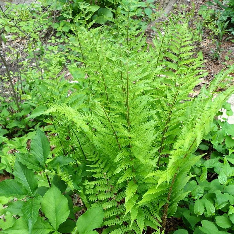 Dryopteris marginalis ~ Eastern Wood Fern, Leatherwood Fern-ServeScape