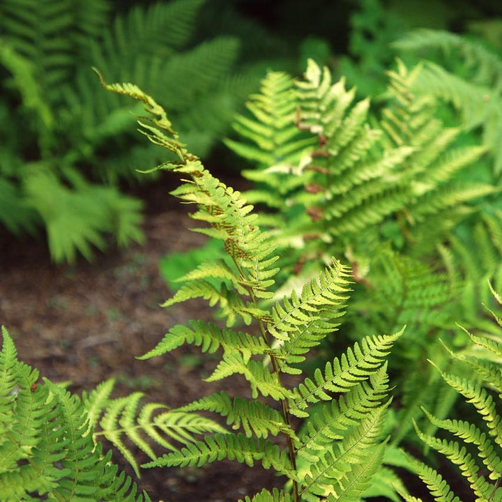 Dryopteris marginalis ~ Eastern Wood Fern, Leatherwood Fern-ServeScape