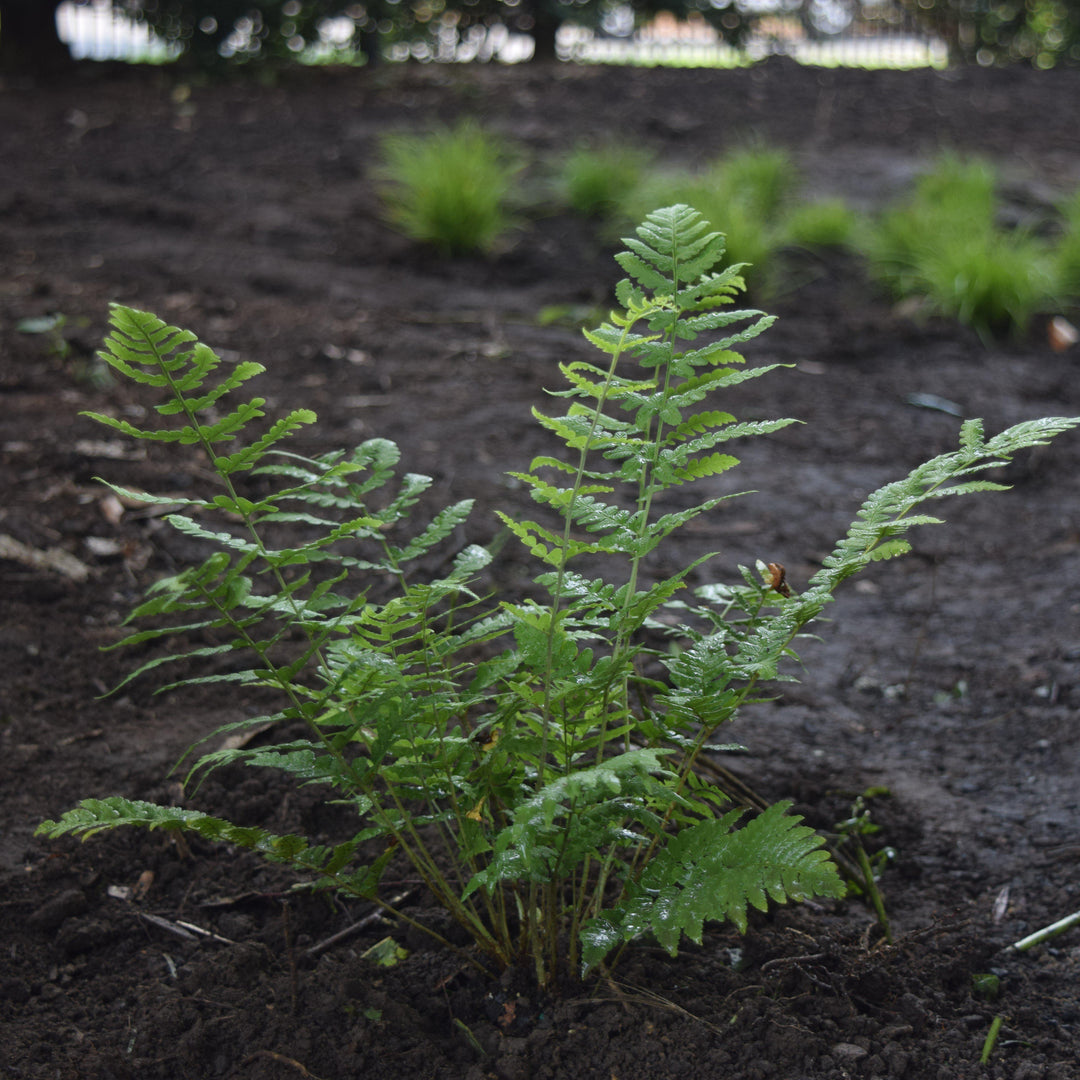 Dryopteris marginalis ~ Eastern Wood Fern, Leatherwood Fern-ServeScape