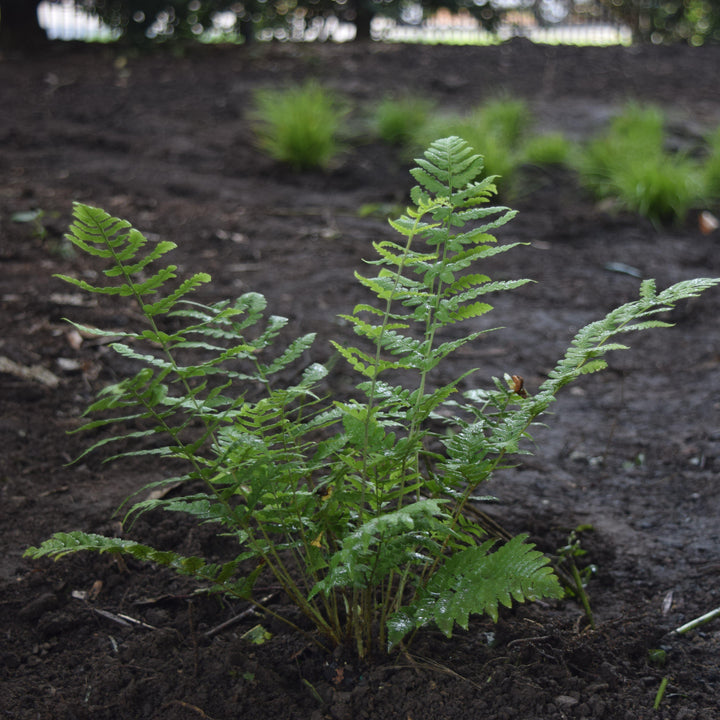 Dryopteris marginalis ~ Eastern Wood Fern, Leatherwood Fern-ServeScape