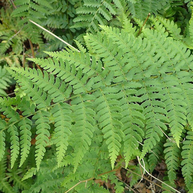 Dryopteris marginalis ~ Eastern Wood Fern, Leatherwood Fern-ServeScape