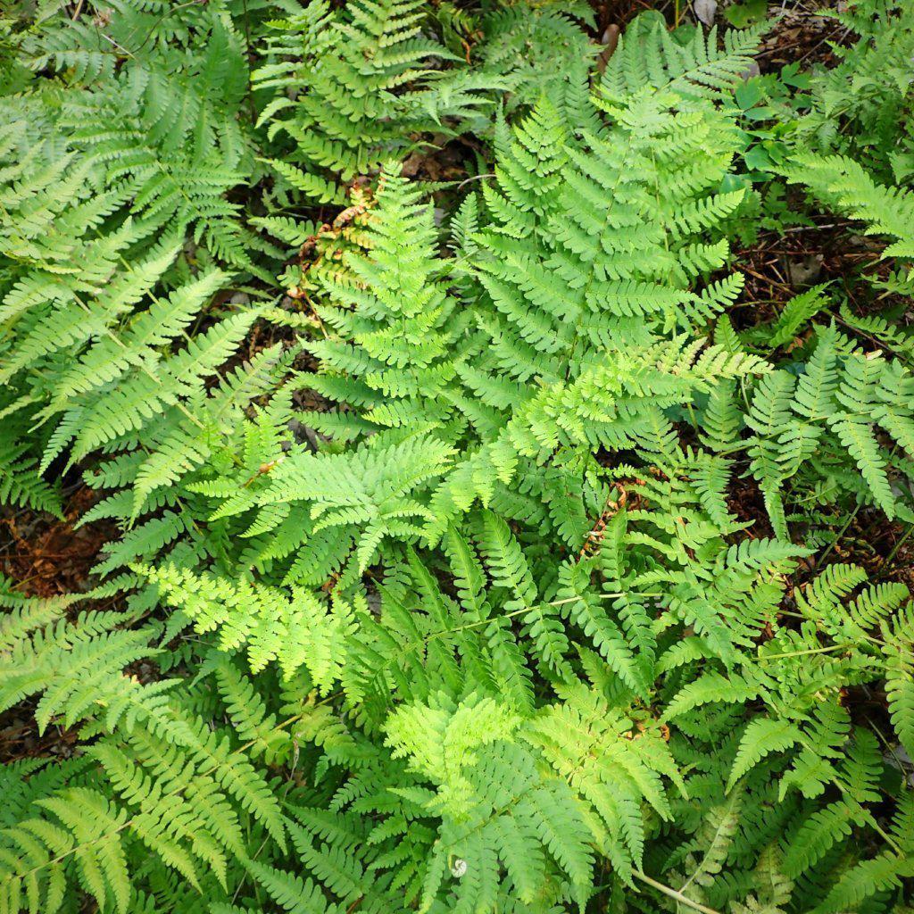 Dryopteris marginalis ~ Eastern Wood Fern, Leatherwood Fern - Delivered By ServeScape