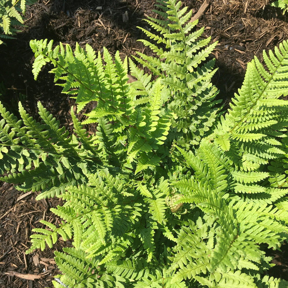 Dryopteris pulcherrima ~ Beautiful Wood Fern-ServeScape