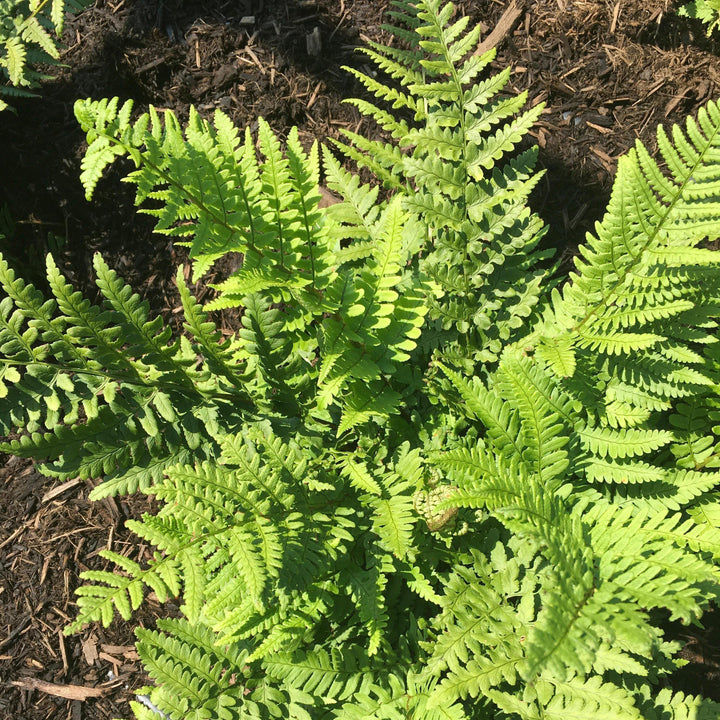 Dryopteris pulcherrima ~ Beautiful Wood Fern-ServeScape