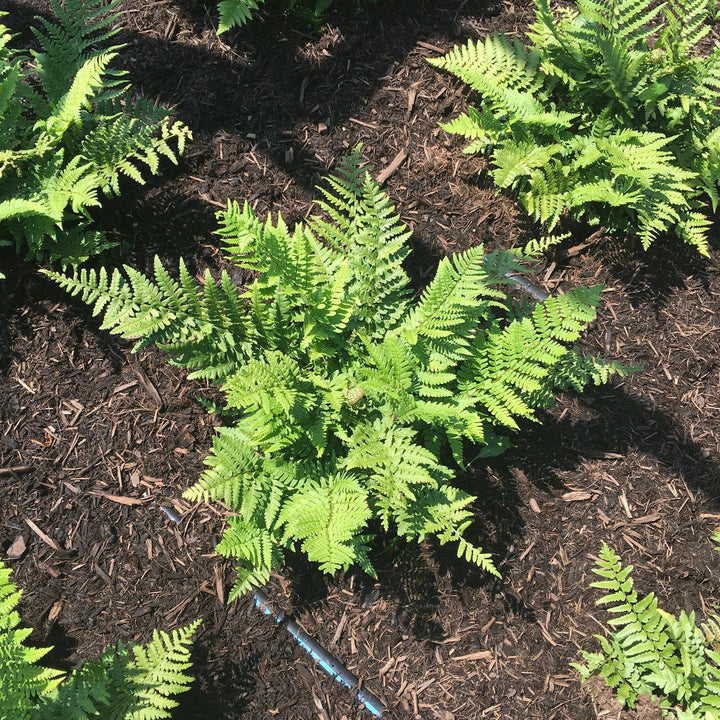 Dryopteris pulcherrima ~ Beautiful Wood Fern-ServeScape