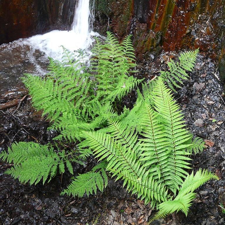 Dryopteris pulcherrima ~ Beautiful Wood Fern-ServeScape