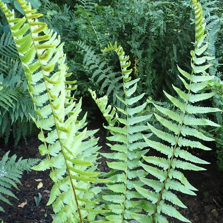 Dryopteris tokyoensis ~ Tokyo Wood Fern-ServeScape