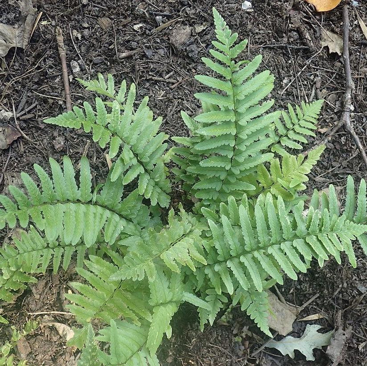 Dryopteris tokyoensis ~ Tokyo Wood Fern-ServeScape