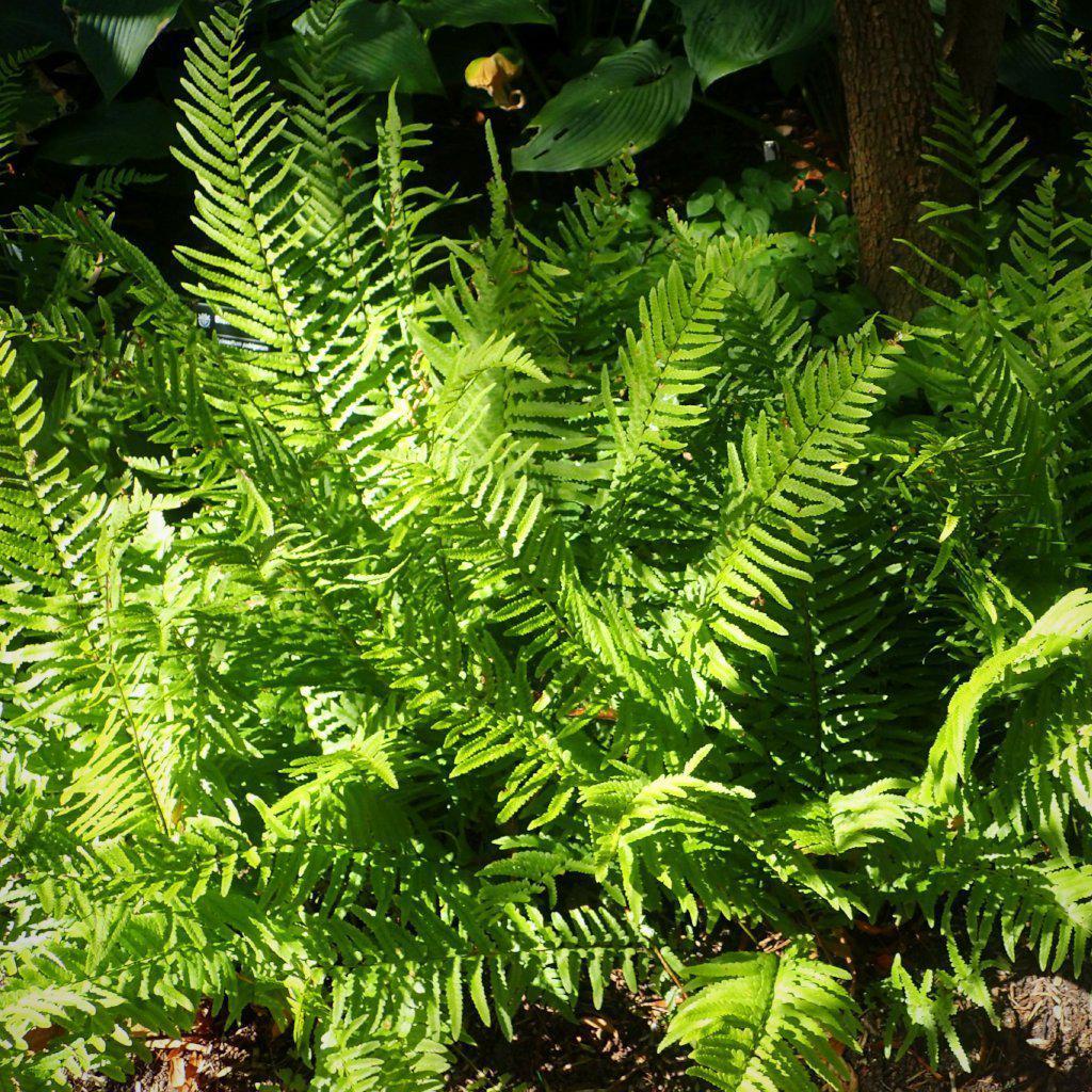 Dryopteris tokyoensis ~ Tokyo Wood Fern - Delivered By ServeScape