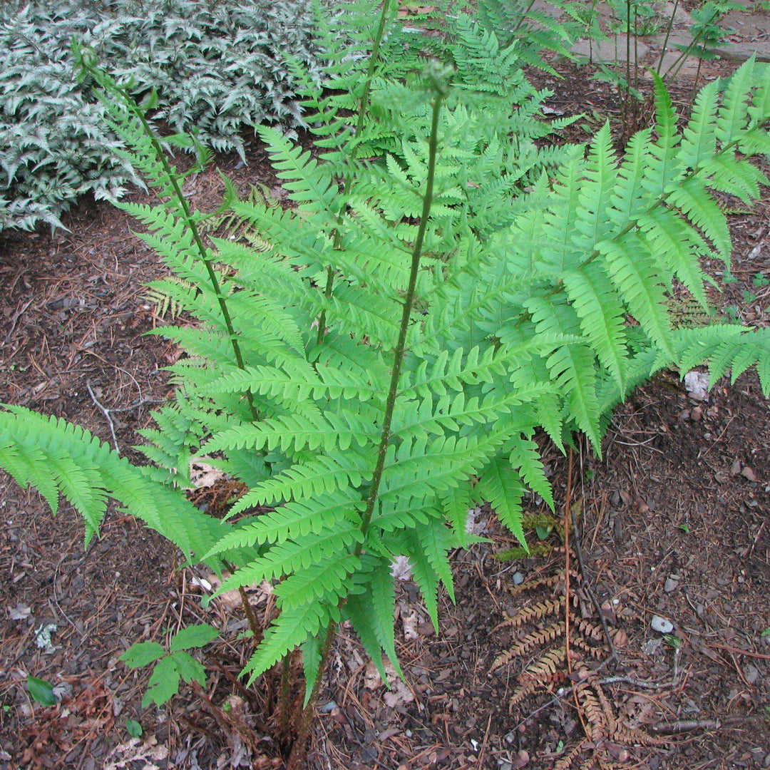 Dryopteris x australis ~ Dixie Wood Fern