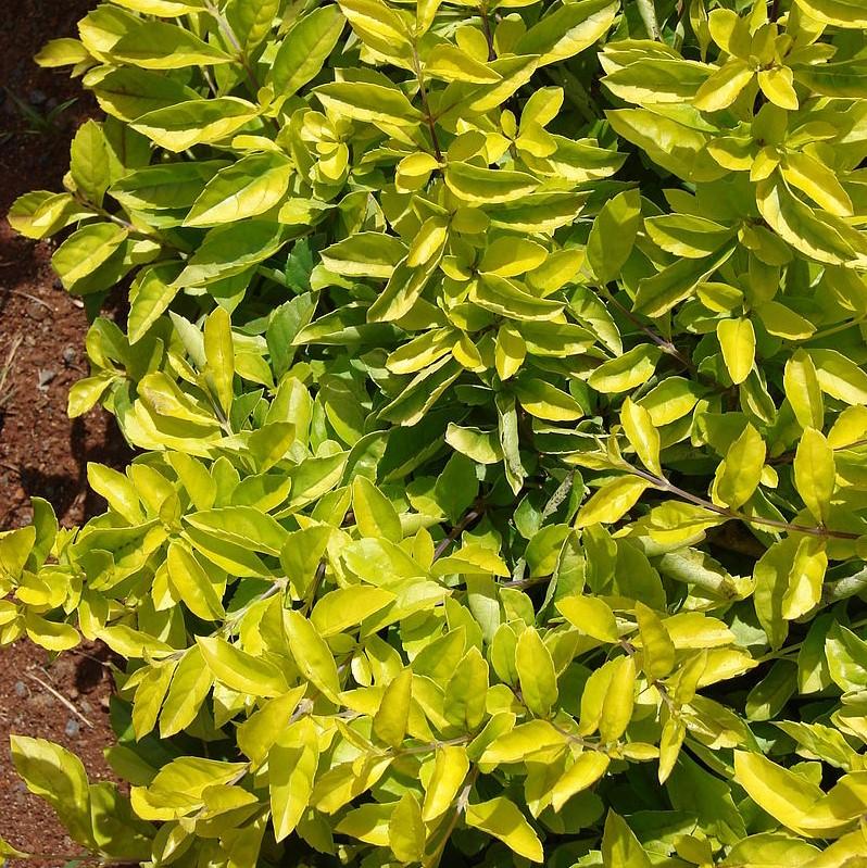 Duranta repens 'Aurea' ~ Gold-leaf Sky Flower-ServeScape