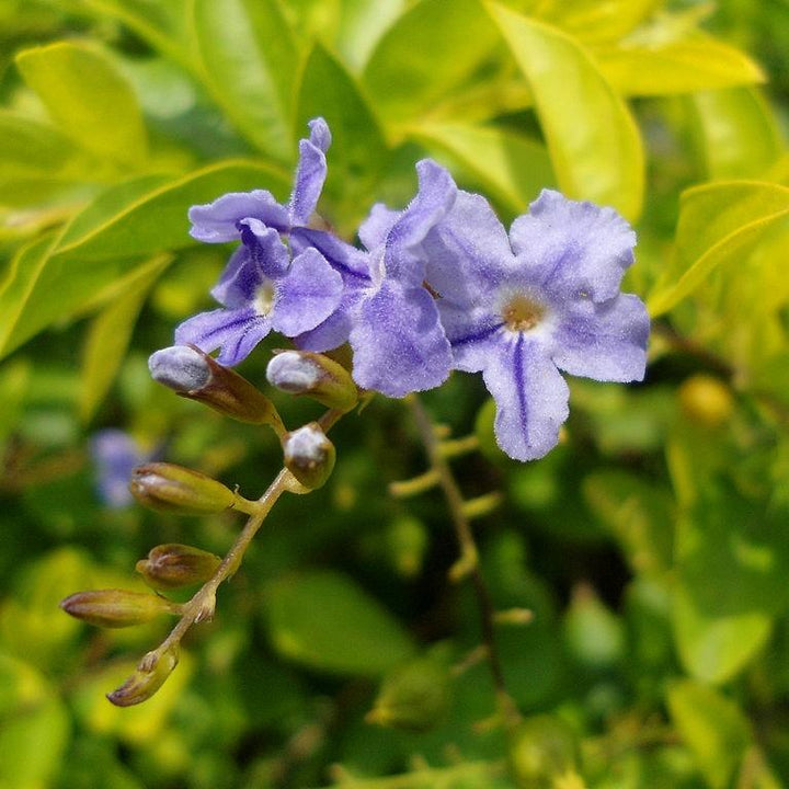 Duranta repens 'Aurea' ~ Gold-leaf Sky Flower-ServeScape