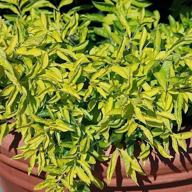 Duranta repens 'Aurea' ~ Gold-leaf Sky Flower-ServeScape