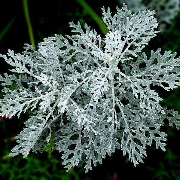 Senecio cineraria 'Silverdust' ~ Silverdust Dusty Miller-ServeScape