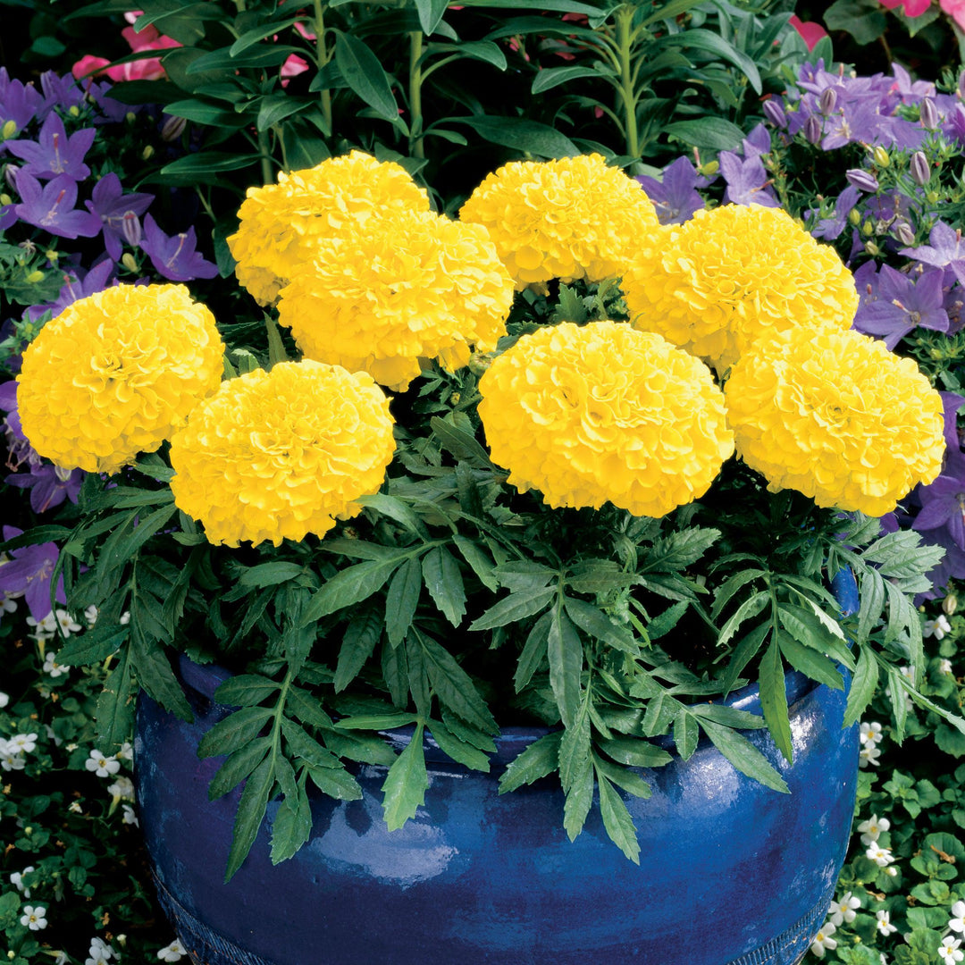 Tagetes erecta ''Antigua Yellow' ~ Antigua™ Yellow African Marigold-ServeScape